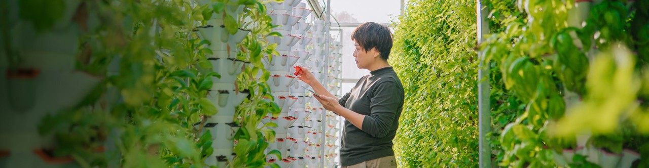 home within a lush green environment